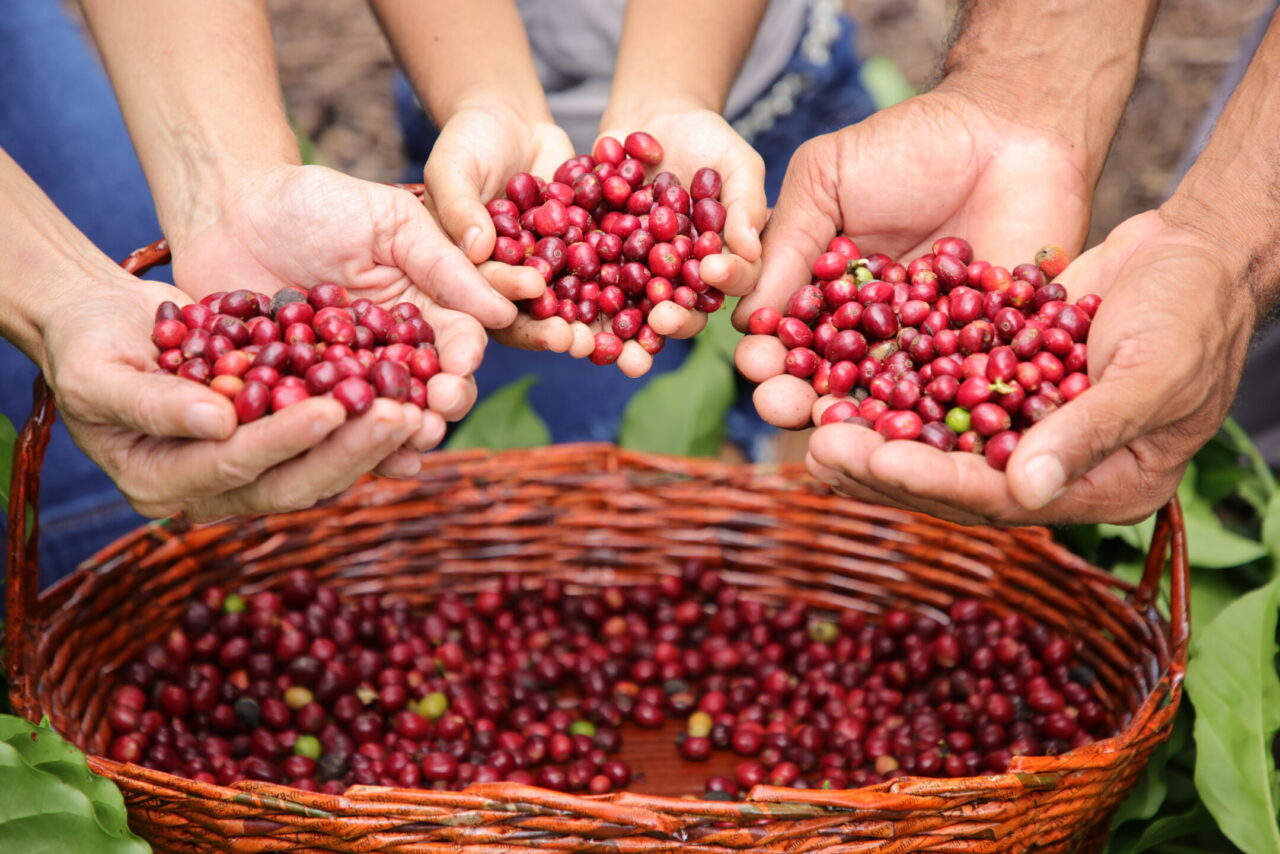 MARCOS ROCHA: Gestão alcança ranking dos principais exportadores de café do Brasil em 2024