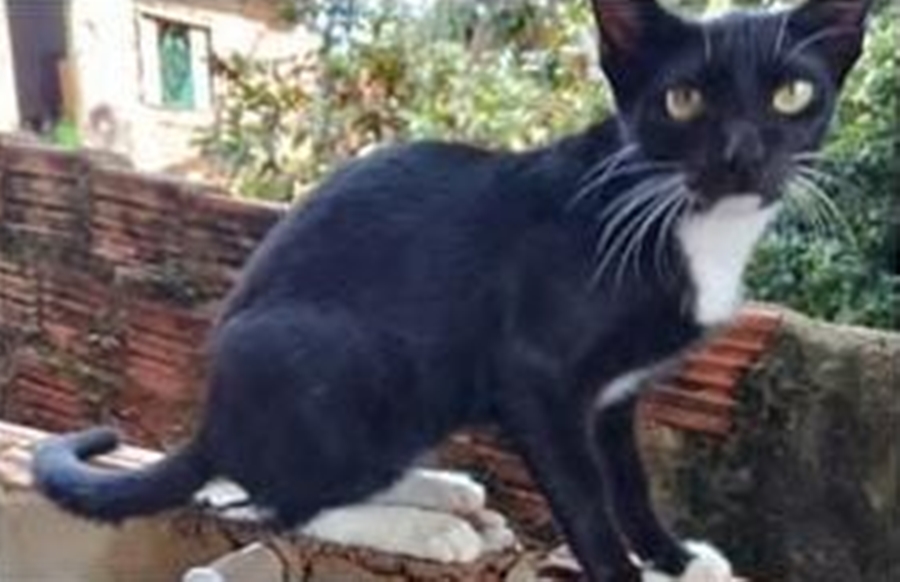‘PRETINHA’: Tutora busca por gata desaparecida na zona Sul de PVH