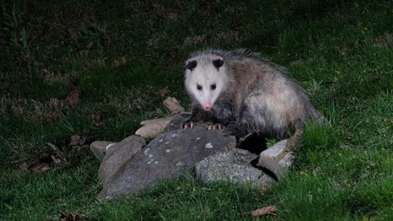 FEDORENTO E ÚTIL: O que fazer ao encontrar um gambá à noite no quintal? 