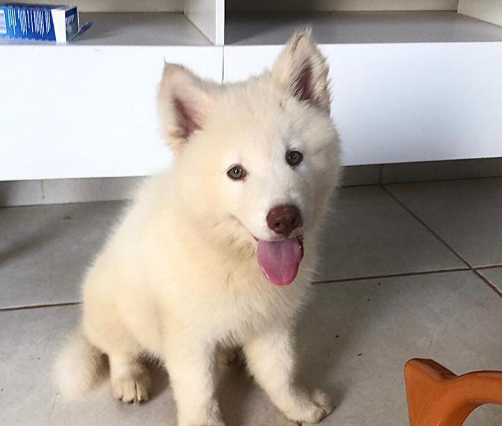VEJA O VÍDEO: Filhote de Husky é levado por trio em bicicletas em Porto Velho