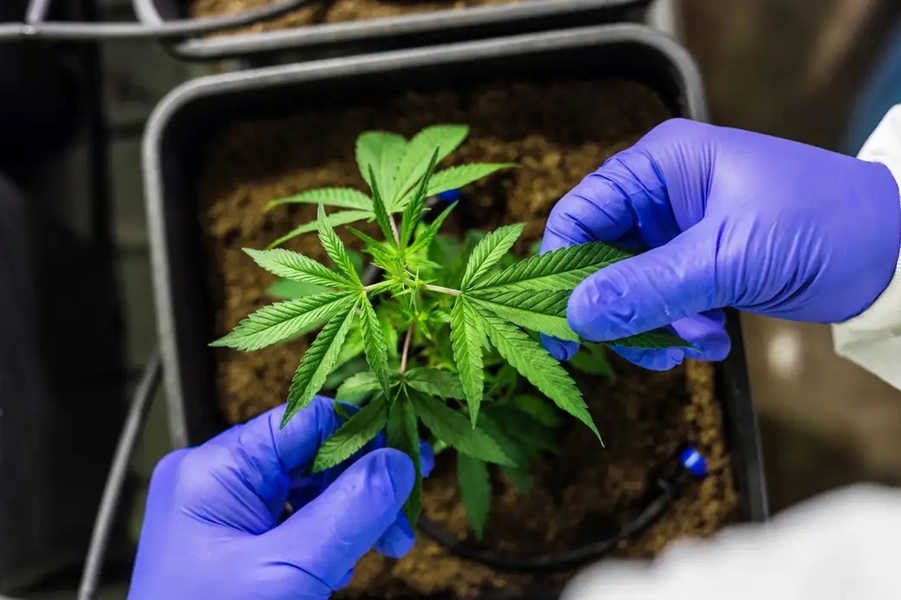 REMÉDIO: Cultivo de cannabis medicinal pelo agronegócio é destaque em congresso