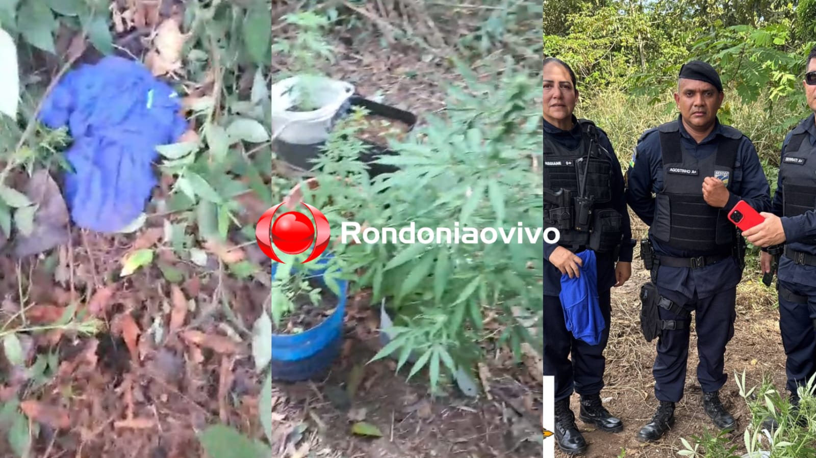 VÍDEO: Funcionários da Sedam são roubados; PM encontra iPhone e plantação de maconha 