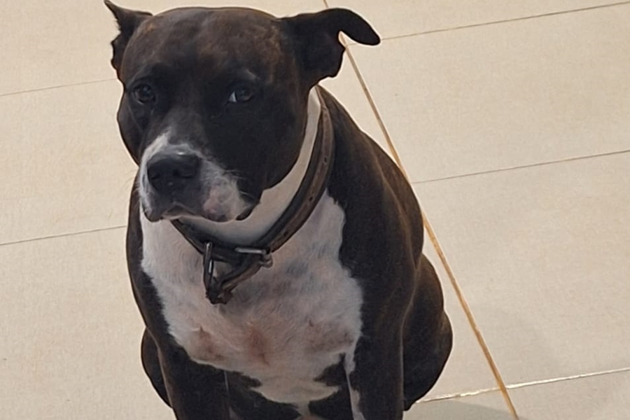 LAIKA: Pitbull desaparece no bairro Igarapé, em PVH