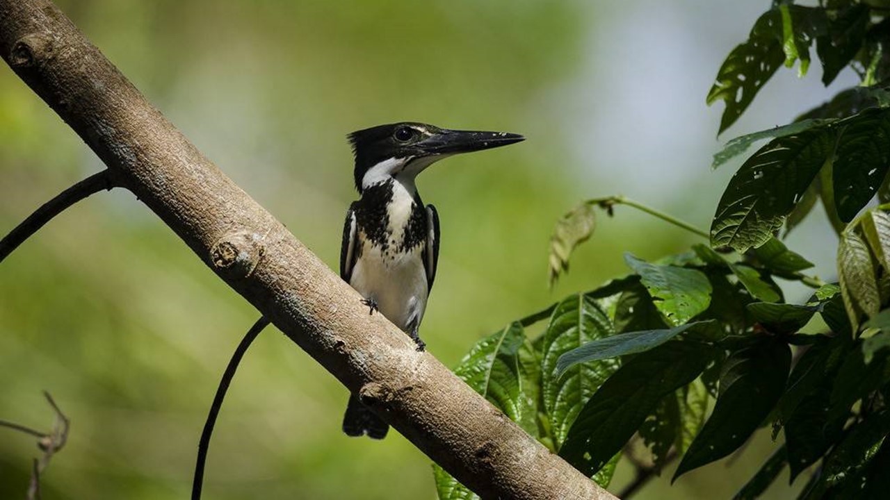 MEIO AMBIENTE: Ministério abre chamada para criação e ampliação de UCs na Amazônia