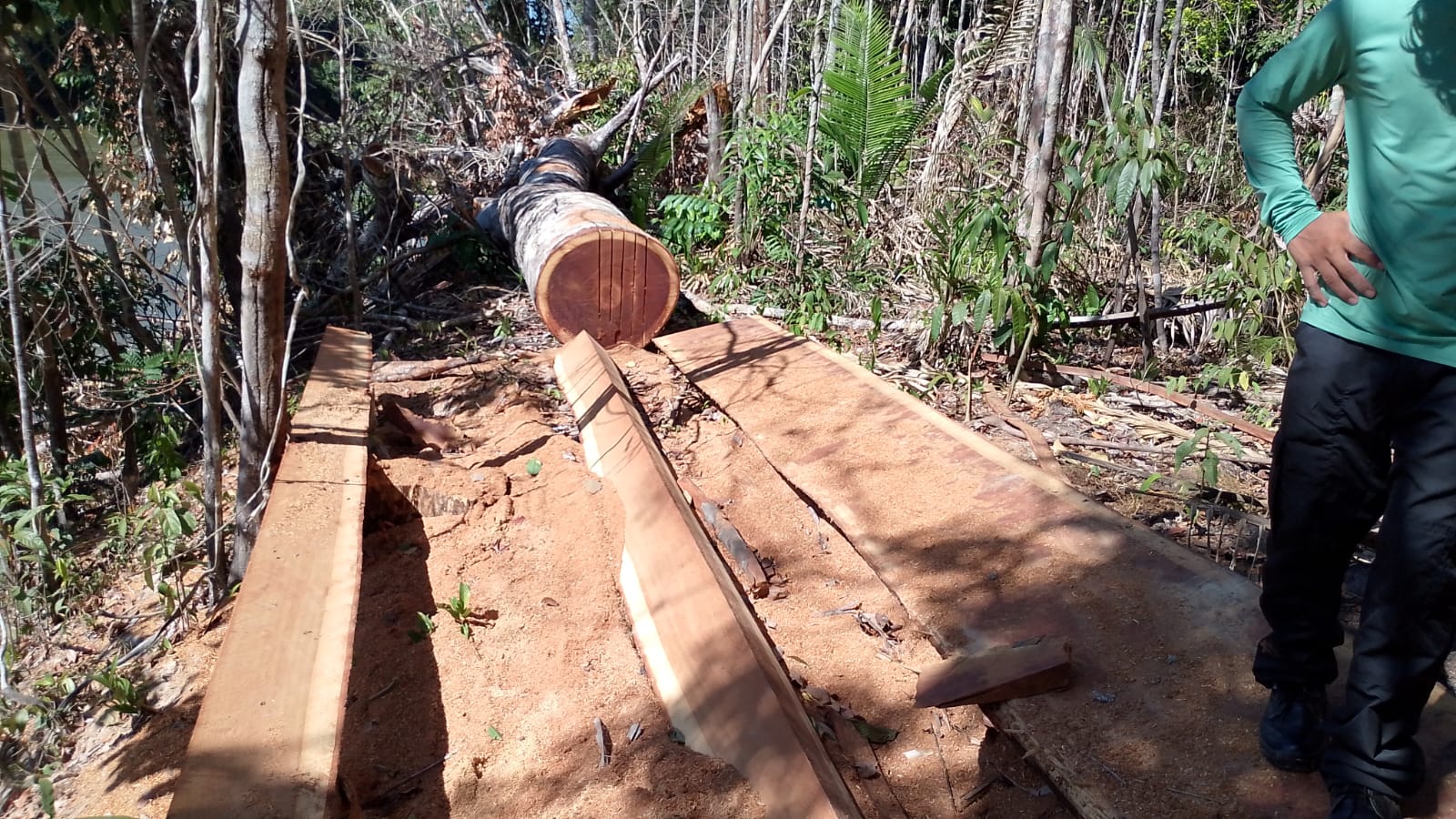 COMO UM CRIME ANUNCIADO: Nova invasão à Terra Indígena Karipuna escancara falência do Estado em RO