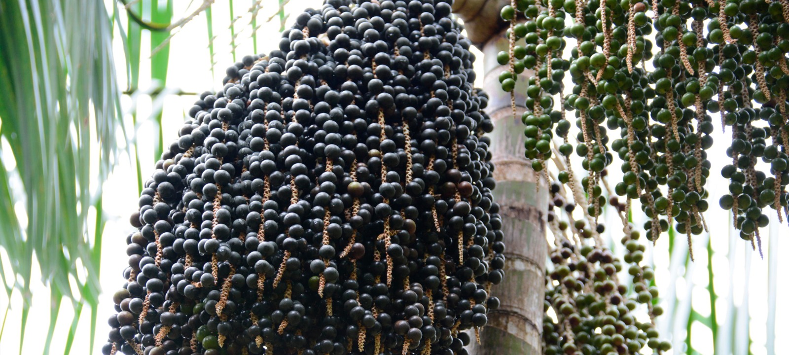 O AÇAÍ É NOSSO: Fruta amazônica passa a ser oficialmente reconhecida como símbolo nacional