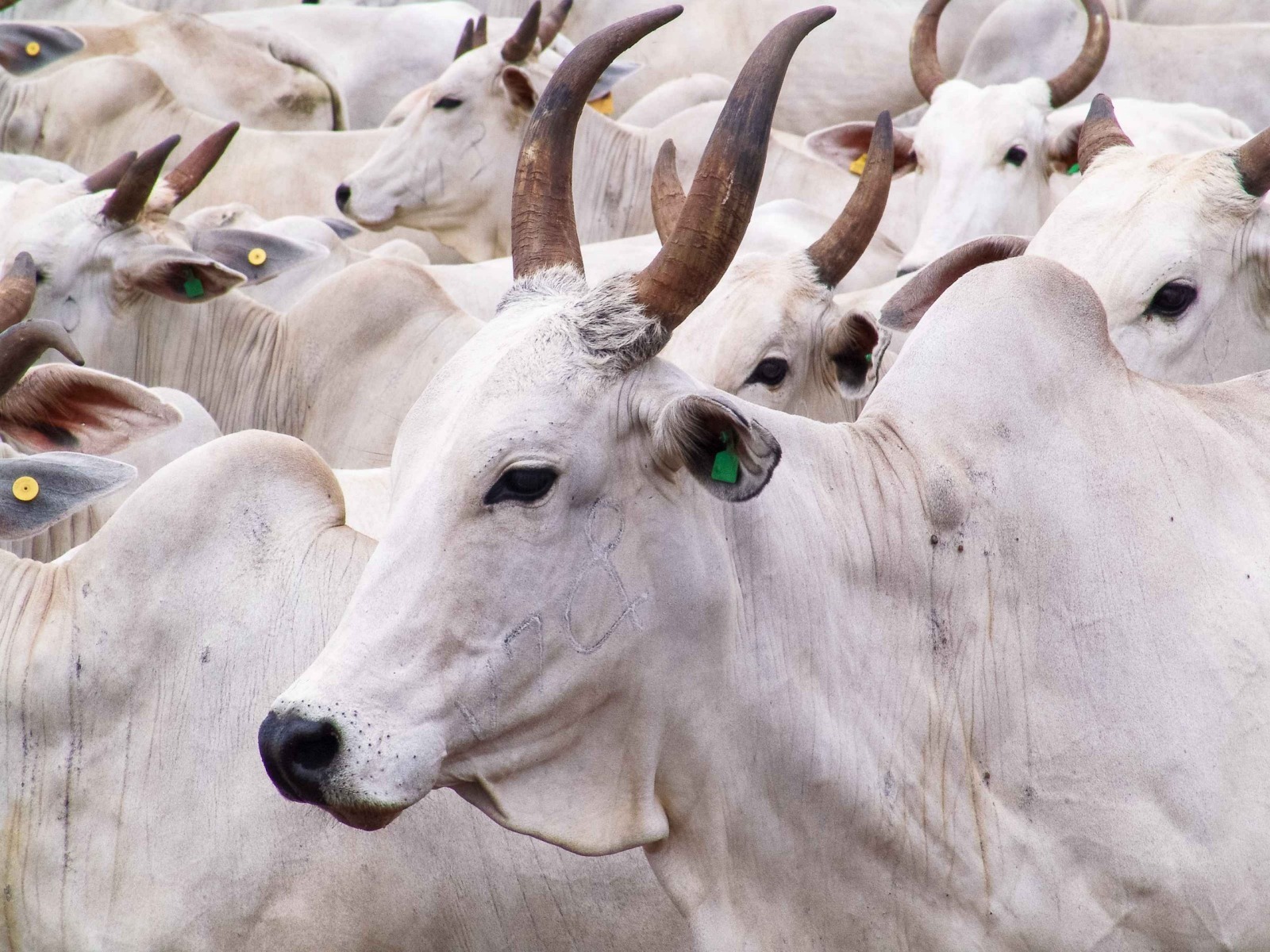 CENÁRIOS: FAPERON analisa cenário da pecuária de corte e os desafios enfrentados em RO