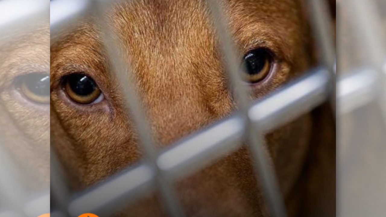 PRÁTICAS BRUTAIS: Polícia monitora grupos digitais que expõem jovens a violência extrema