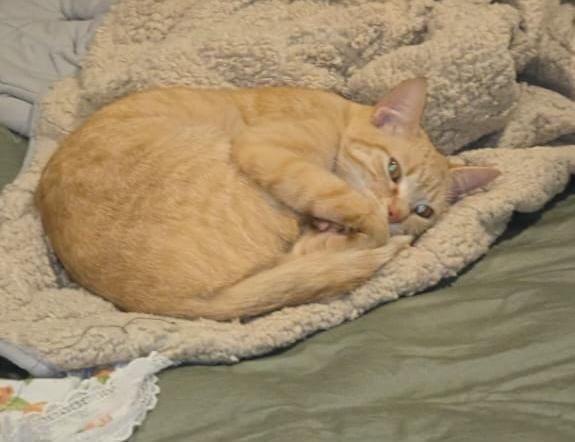 PROCURA-SE: Tutor oferece R$ 500 por gata desaparecida em PVH