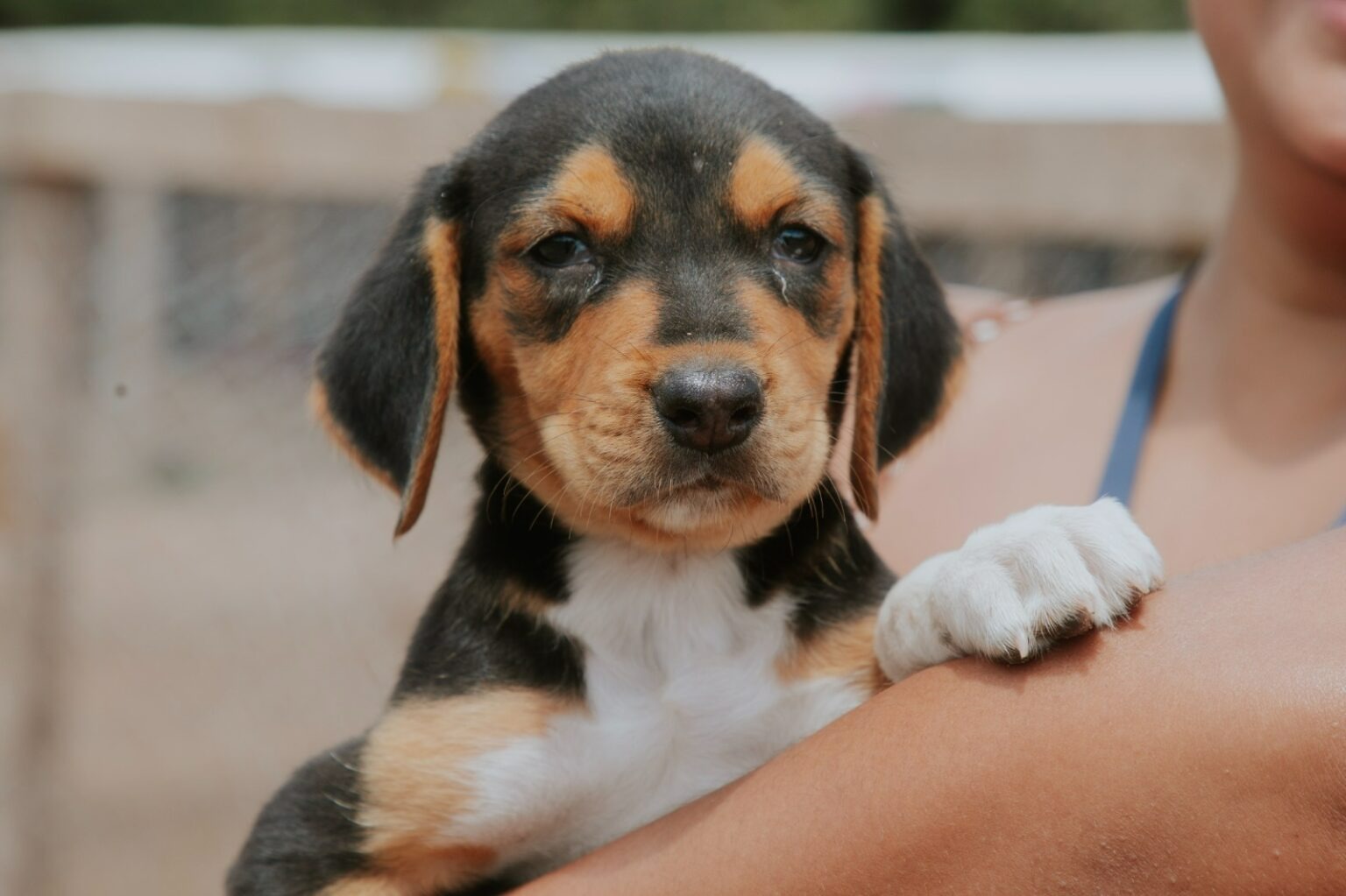 4 DE ABRIL: Prefeitura de Vilhena realiza 1ª Feira de Adoção Responsável de Animais
