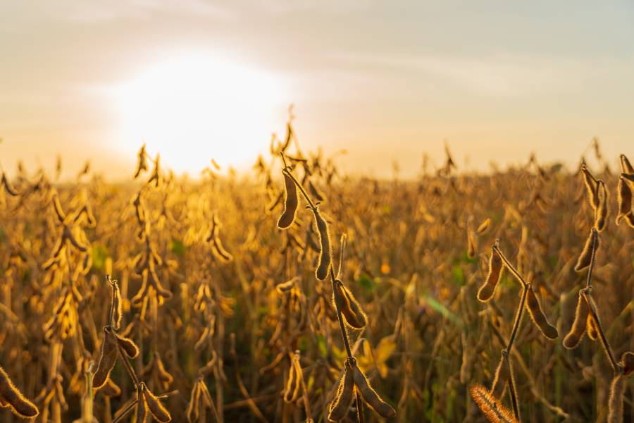 AGRONEGÓCIO: Sicoob Credisul lidera ranking nacional de crédito rural via BNDES 