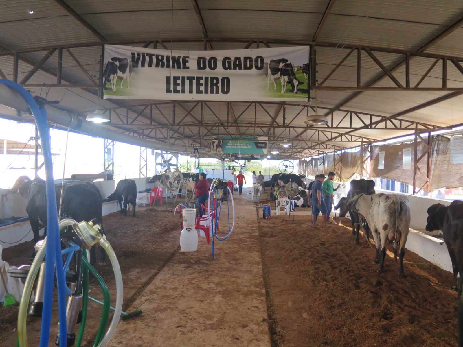 38ª EXPOCOL: Concurso Leiteiro distribuirá R$ 100 mil em prêmios e genética de alto padrão