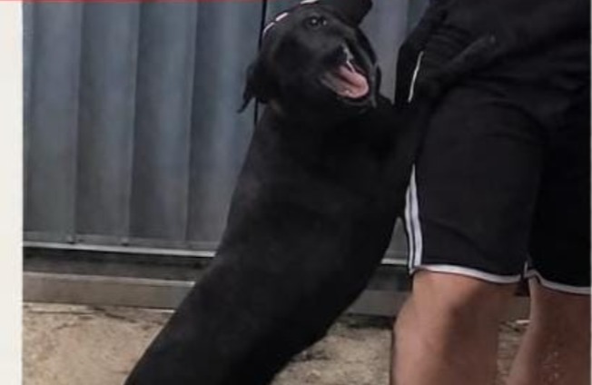 PROCURA-SE: Cadela foge durante passeio em Porto Velho