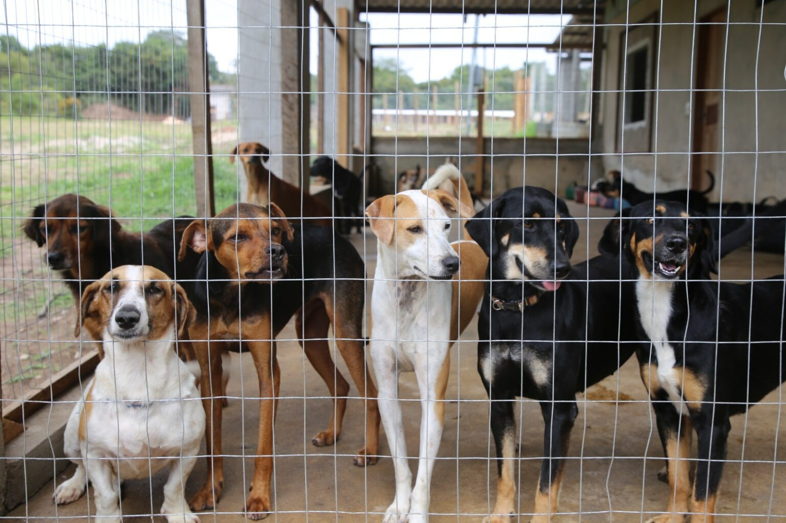 EXEMPLO: Canil Municipal de Vilhena se torna referência em proteção animal