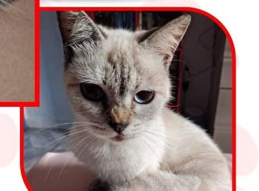 PROCURA-SE: Gatinha Darcy está desaparecida em Igarapé