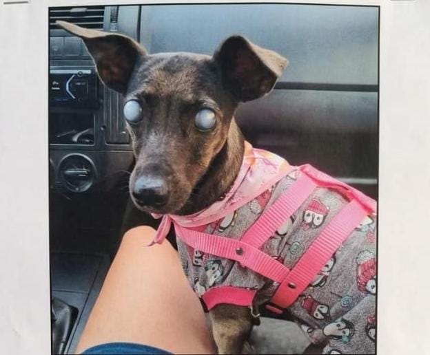 RECOMPENSA: Cadela cega desaparece no bairro Teixeirão em PVH