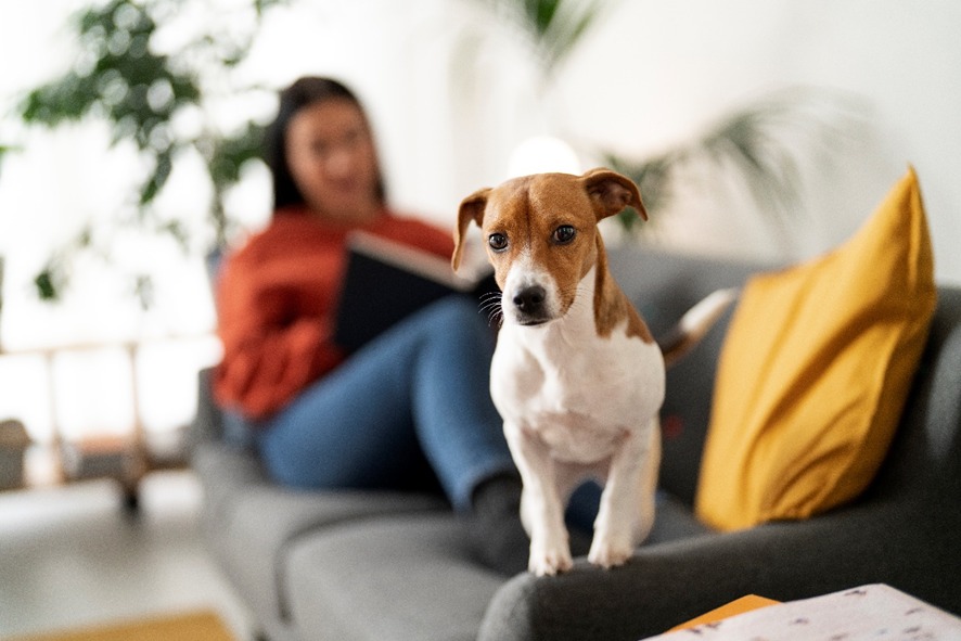 XODÓ DAS FAMÍLIAS: Rondônia lidera presença de cães nos lares, aponta pesquisa do IBGE 