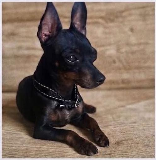 RECOMPENSA: Família procura por  cachorro desaparecido na zona Leste 