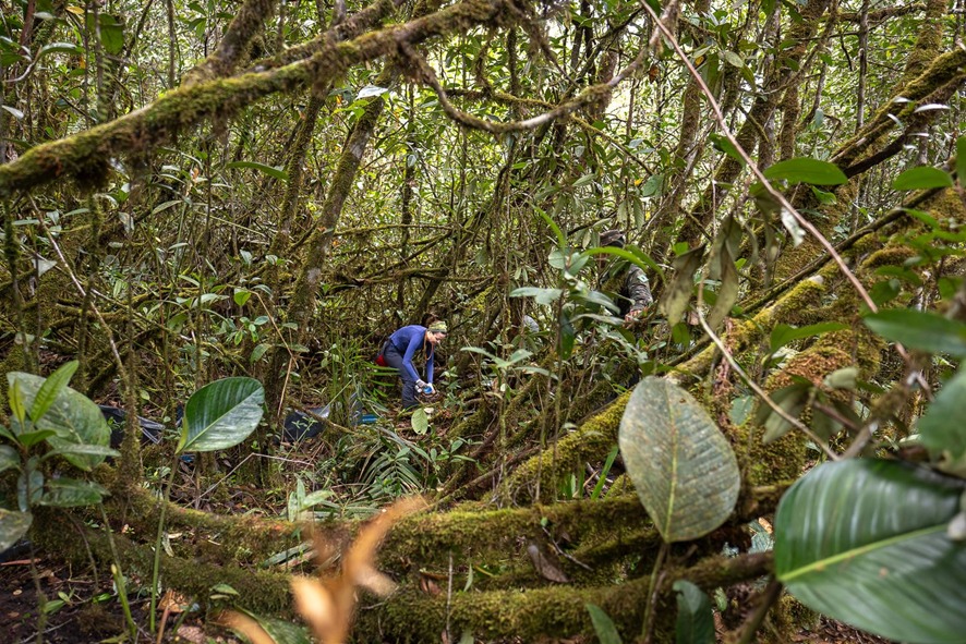CIENTISTAS: Expedição no Aracá busca espécies desconhecidas no coração da Amazônia 