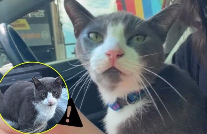 SAMURAI: Família procura por gato desaparecido em PVH 