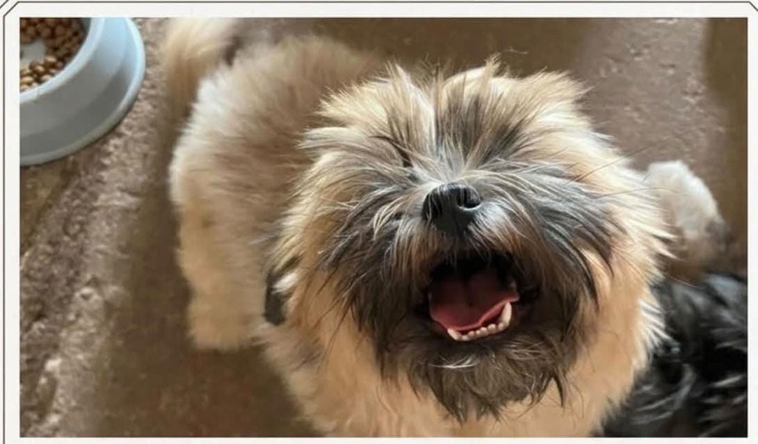 DESAPARECIDO: Cachorro desaparece no bairro Flodoaldo Pontes Pinto