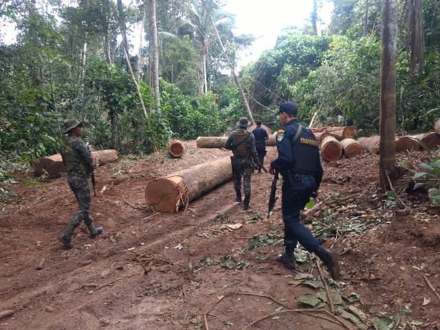 ESCUDO: Exército realiza operação e prende madeireiros em Parque Estadual