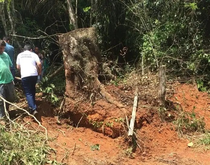 ESMAGADO: Trabalhador morre enquanto derrubava árvores em propriedade rural