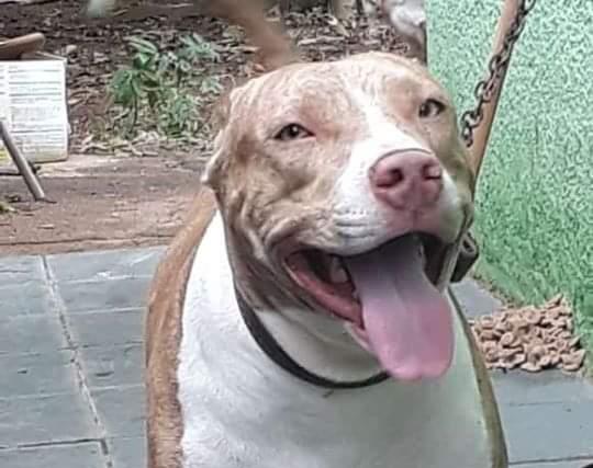 RECOMPENSA: Dono de pitbull desaparecido oferece R$ 500 para quem encontrá-lo