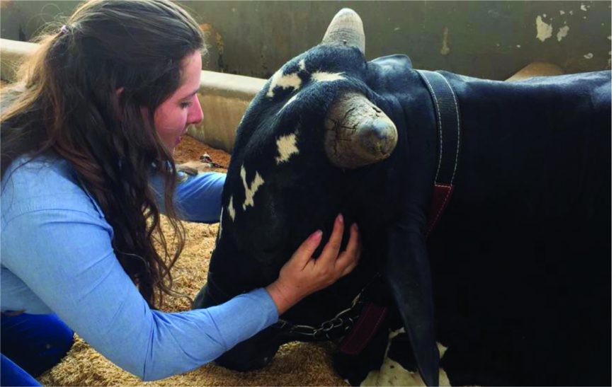 EXTENSÃO RURAL:  Extensionistas da Emater Rondônia promovem semana da zootecnia on-line