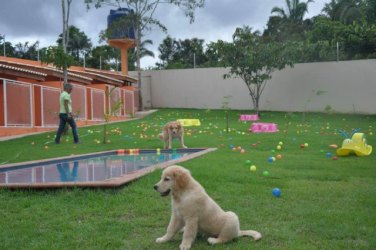 Conheça o 1º hotel para cachorros de Rondônia, Dog Hotel Campestre