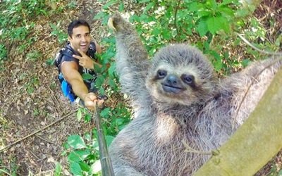 Bicho-preguiça posa sorridente e foto faz sucesso nas redes sociais
