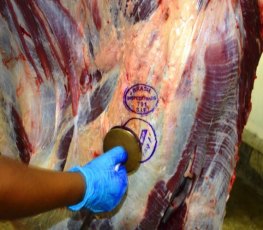 Boas práticas na produção e abates garantem exportação da carne de Rondônia