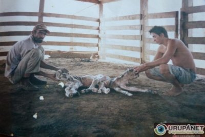 TEIXEIRÓPOLIS - Bezerros gêmeos nascem grudados pelo traseiro e morrem