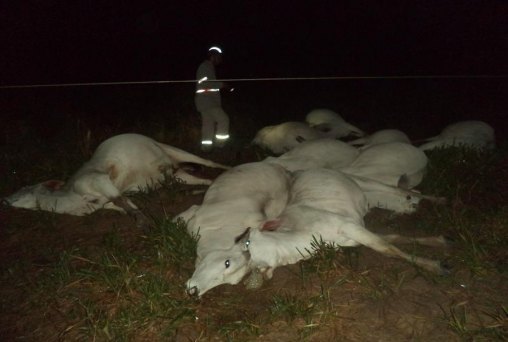 Temporal derruba poste de energia e mata 11 vacas