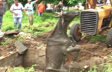 Vaca cai em fossa e fica dois dias presa; trator retirou animal – Foto