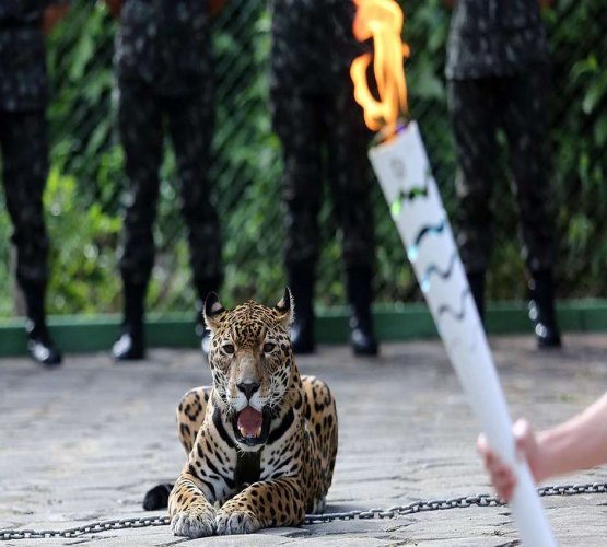 Morte de onça em revezamento de tocha é destaque no exterior