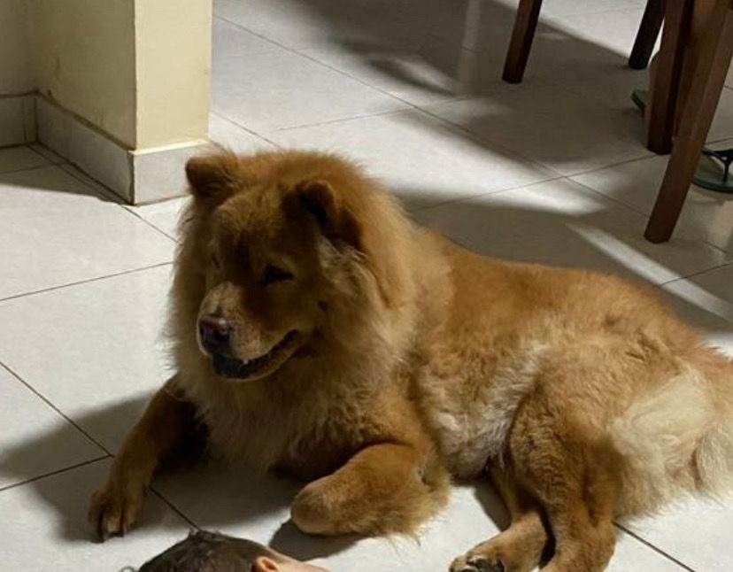 AU AU: Tutor procura por chow-chow desaparecido em Porto Velho