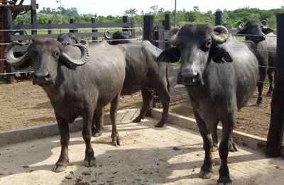 Sistema de produção de búfalo leiteiro é tema de Dia de Campo