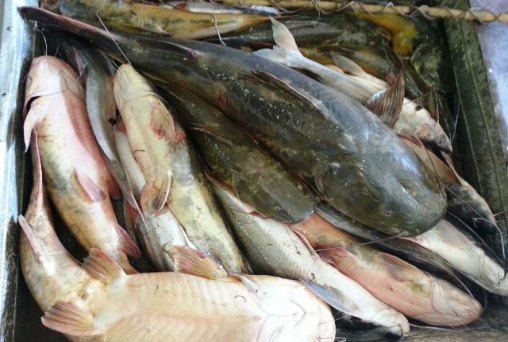 Dupla é presa com 150 quilos de peixe pescado em barragem