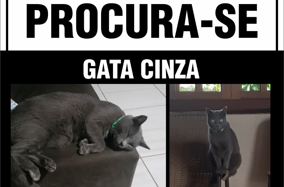 NA CAPITAL: Gatinha desaparece e dona oferece recompensa de R$ 300 para quem encontrá-la