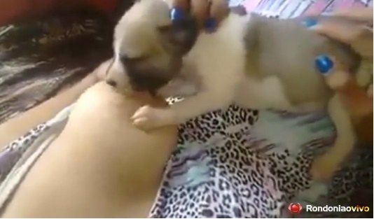 Mulher amamenta filhote de cachorro - VÍDEO