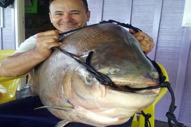 Com pão de queijo, pescador fisga peixão de mais de 39 kg em MT