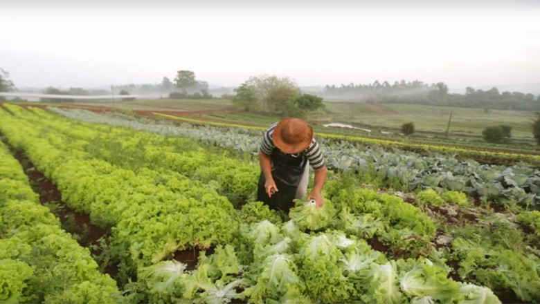 CRÉDITO: Agricultura estuda mudar financiamento do agronegócio e seguro rural