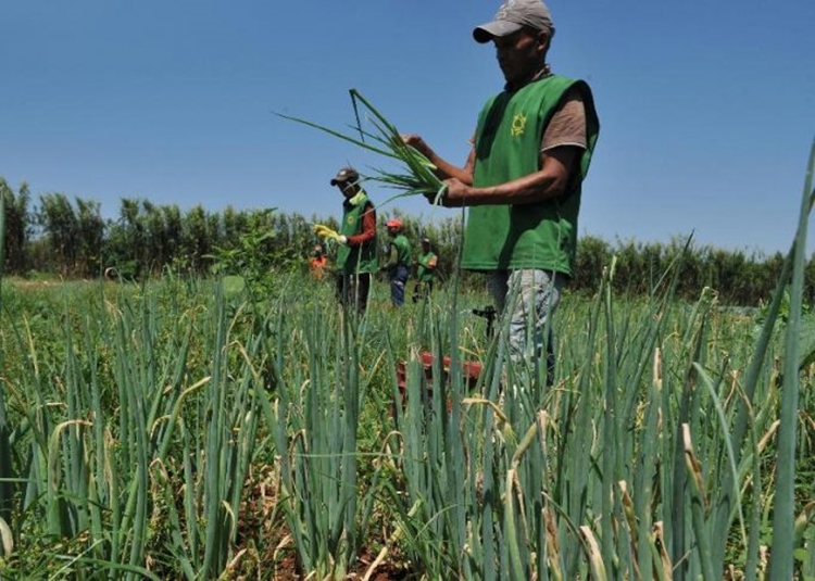 PLANO SAFRA 2021/2022: BNDES destinará R$ 5,1 bilhões a pequenos agricultores