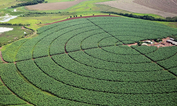 CAMPO: Governo publica novas regras para registro de defensivos agrícolas