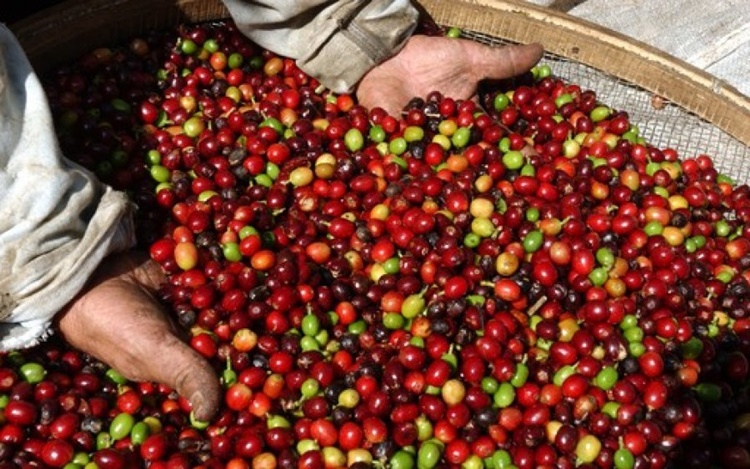 COLHEITA E PÓS-COLHEITA: Etapas importantes para garantir qualidade e agregação de valor aos cafés