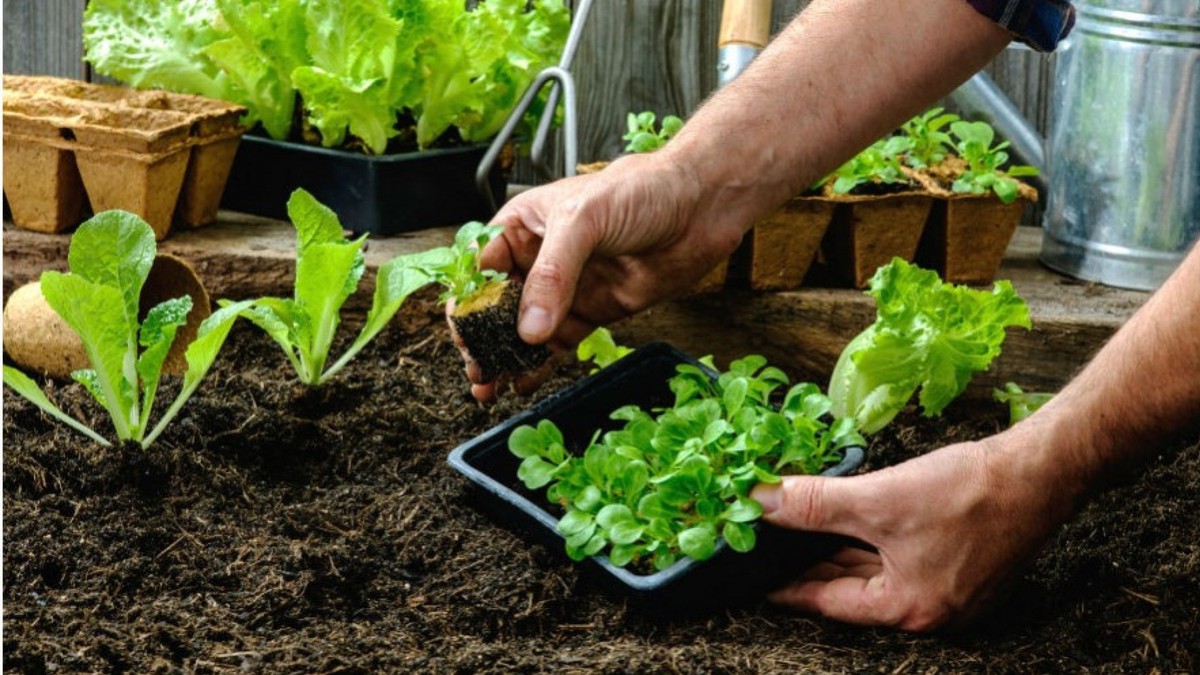 SEM AGROTÓXICOS: 12º Congresso Brasileiro de Agroecologia começa nesta segunda (20)