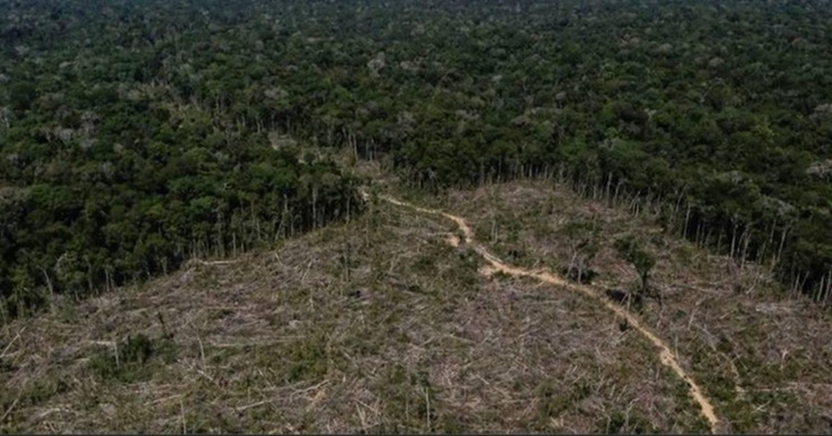 DEVASTAÇÃO: Desmatamento na Amazônia já chega a quase 9 mil km² em 2021