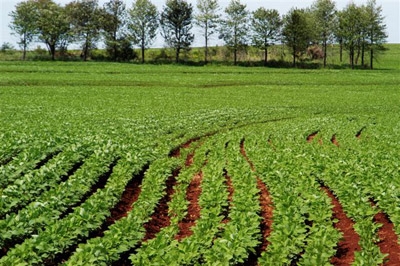 MEIO AMBIENTE: Ecoporé lança cartilha “Uso múltiplo de espécies florestais e frutíferas utilizadas no Viveiro Cidadão”