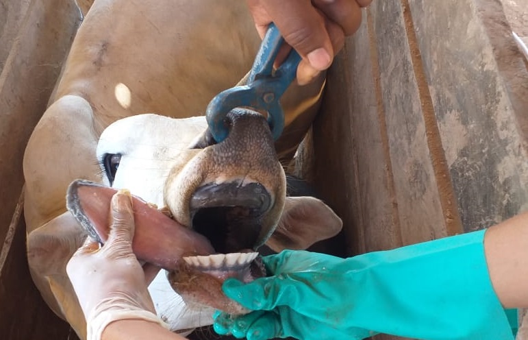 NOTA TÉCNICA: Descartada suspeita de febre aftosa em Nova Brasilândia D’Oeste